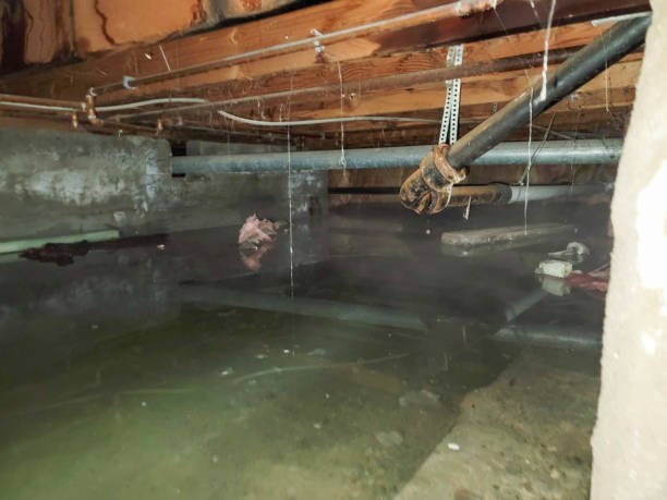 Best Water damage contractors near me  in Warrenton, MO