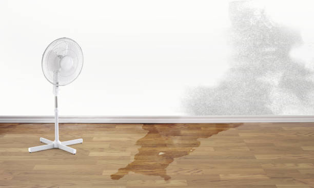 Best Mold removal after water damage  in Warrenton, MO